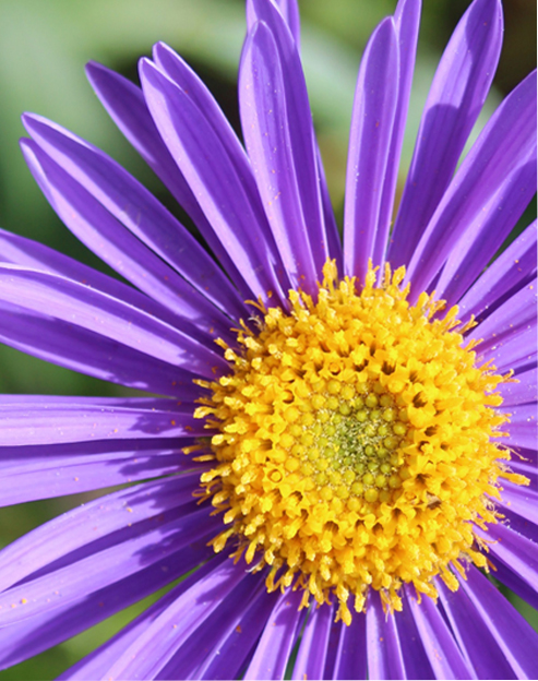 Aster alpinus `Dunkle Schöne`